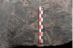 Foto (Detailansicht) von Pterophyllum longifolium Br. (NHMW-GEO-2024-0188-10647)
